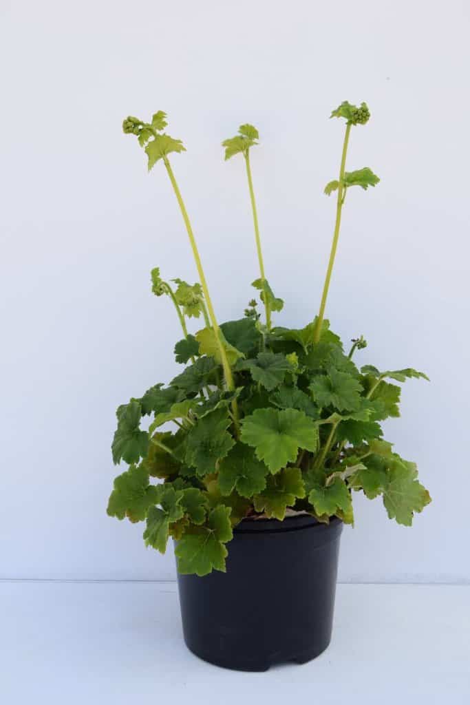 Tellima grandiflora ---